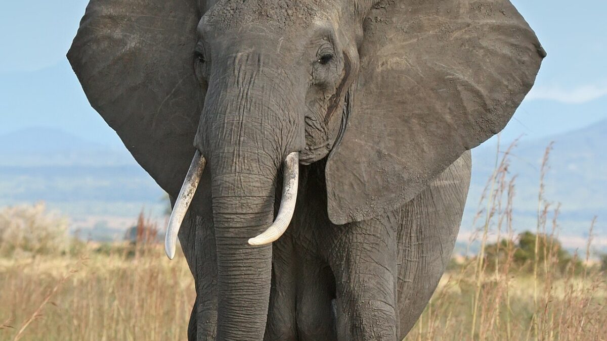 African Elephant