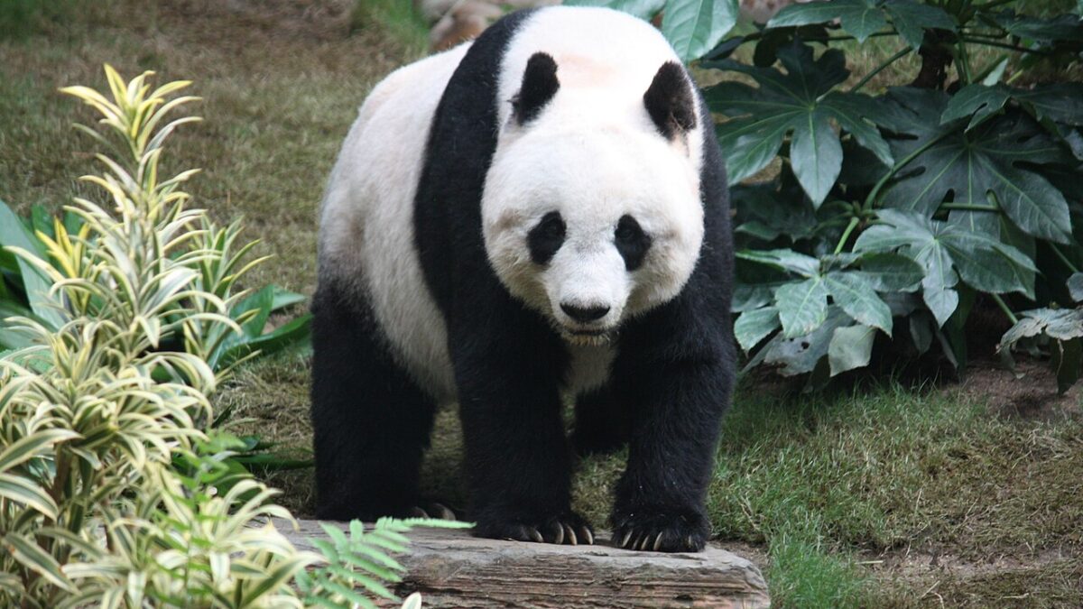 Giant Panda
