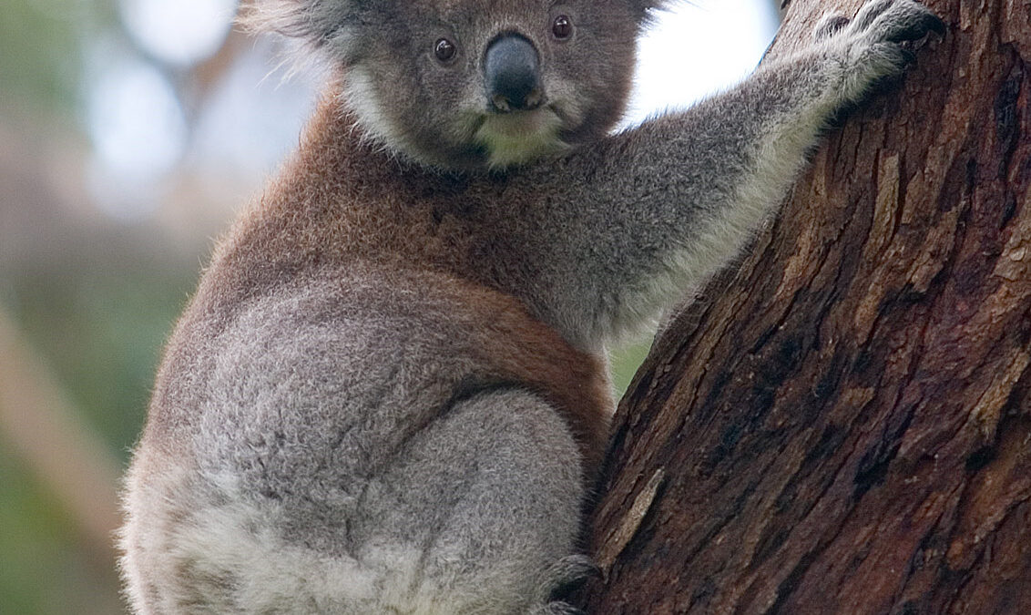 Koala