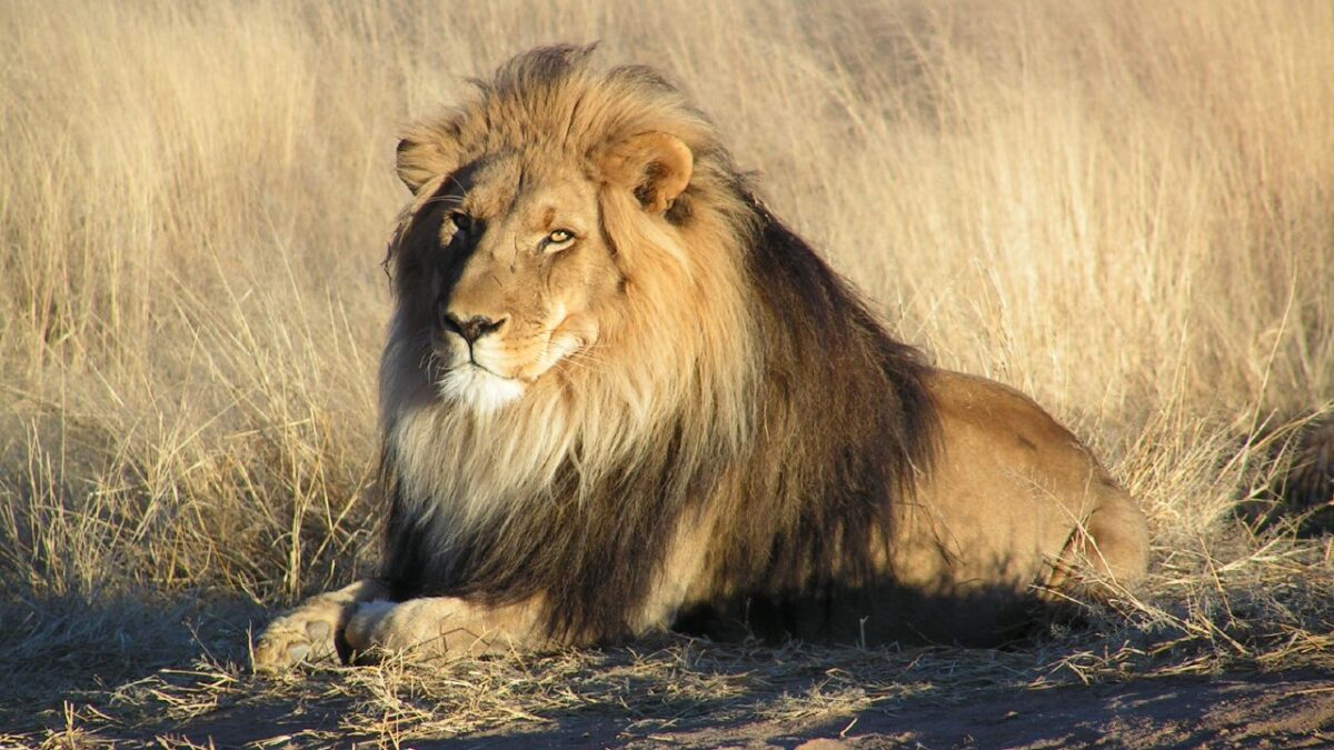 African Lion
