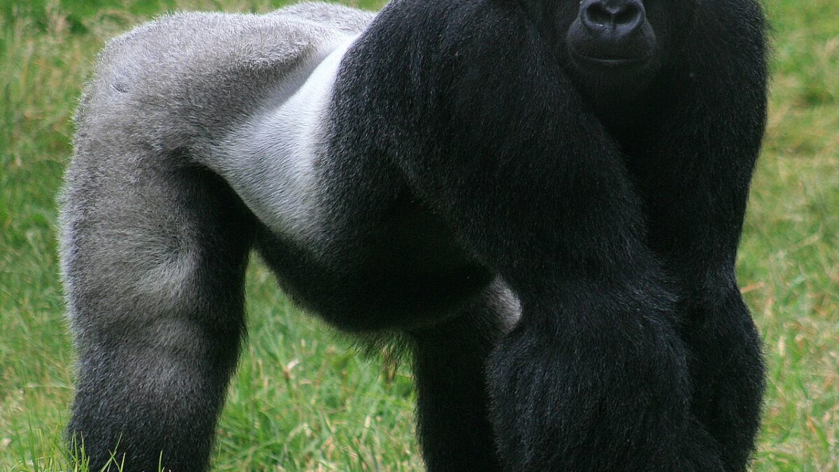 Western Gorilla
