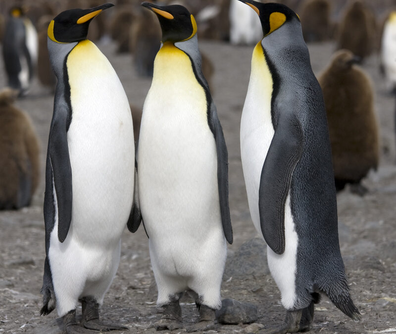 Conservation win: 12 penguin chicks hatch