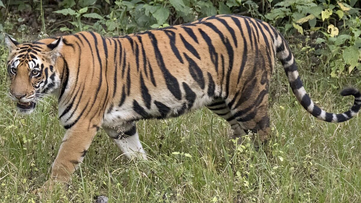 Bengal Tiger